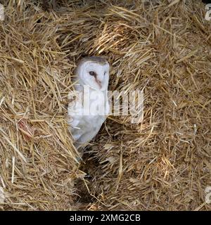 primo piano di un gufo di fienile, tyto alba, poggia tra balle di paglia. Sta guardando tra le balle. C'è spazio per la copia intorno all'uccello Foto Stock