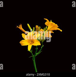 Fiore del giglio giallo (Hemerocallis lioasphodelus L.) in fiore Foto Stock