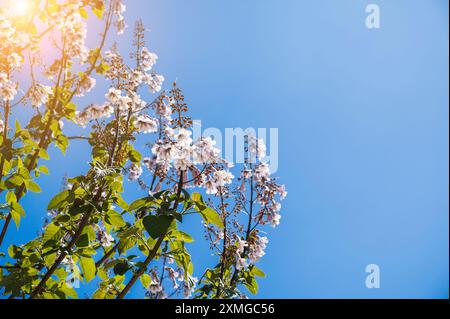 rami in fiore di paulownia rosa con fiori sullo sfondo blu del cielo in primavera in una giornata di sole Foto Stock