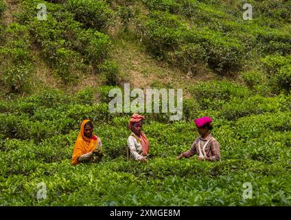 Donne che raccolgono foglie di tè in una piantagione di tè, Sylhet Division, Kamalganj, Bangladesh Foto Stock