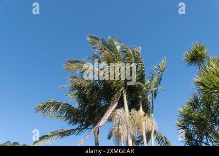 Cime di palme (bangalows, Archontophoenix cunninghamiana) in giardino nel Queensland, Australia, soffiate e piegate da forti venti settentrionali. Foto Stock