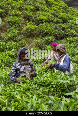 Donne che raccolgono foglie di tè in una piantagione di tè, Sylhet Division, Kamalganj, Bangladesh Foto Stock