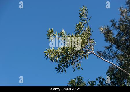 Osservando un singolo ramo dell'albero di Quandong blu, Elaeocarpus angustifolius, con frutti di bosco immaturi. Queensland, Australia, cielo blu, copia spazio Foto Stock