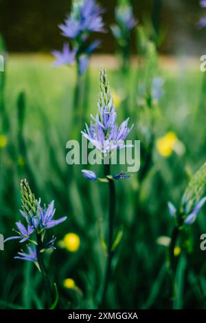 Primo piano di fiori di camaso blu nel giardino botanico. Foto Stock