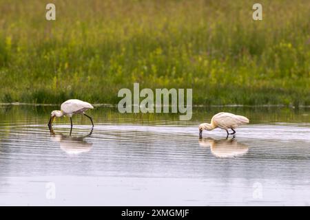 Primo piano di due Spoonbill, Platalea leucorodia, guadi e foraggiamenti in una riserva naturale allagata con riflessi sulla superficie d'acqua ondulata lungo Rolde Foto Stock