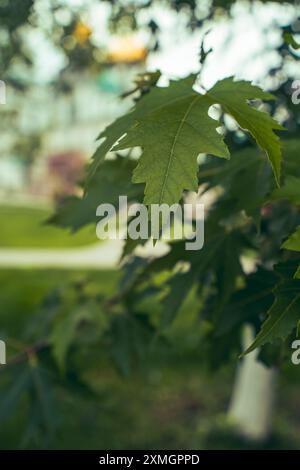 Un primo piano di foglie d'acero verde in estate con uno sfondo sfocato, catturando l'essenza della natura e della tranquillità. Foto Stock