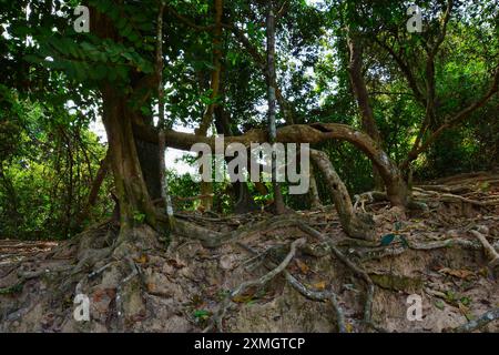 Radici di sostegno di fico, radici spesse di alberi esposte e viti attorcigliate su una collina sabbiosa in una fitta foresta tropicale. Foto Stock