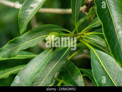 Frutto di maturazione del Pittosporum dolce (Pittosporum undulatum) - famiglia Pittosporacea Foto Stock