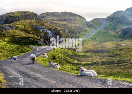 Un gregge di pecore cammina sulla strada in cima alla montagna per il pascolo quotidiano in una prateria. Foto Stock