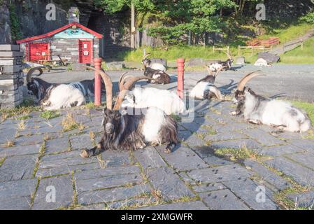Branco di capre selvatiche al Llanberis Slate Quarry Museum. Gwynedd Galles del Nord. Foto Stock