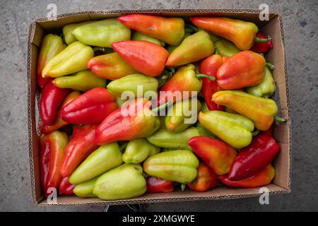 Una scatola piena di peperoni freschi e vibranti di diversi colori e dimensioni, ideale per piatti culinari Foto Stock