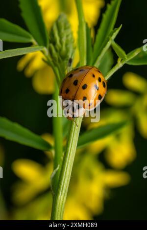 Beetle signora Asiatica multicolore - Harmonia axyridis, bella piccola coleottera colorata da prati e praterie eurosiani, Repubblica Ceca. Foto Stock