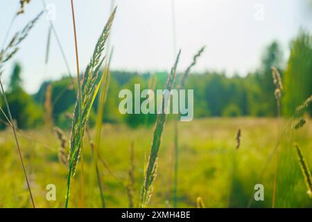 Uno scatto ravvicinato di lame d'erba selvatica che ondeggiano dolcemente in un prato soleggiato con uno sfondo sfocato di alberi e vegetazione, catturando l'essenza di un peac Foto Stock