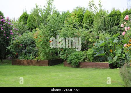 Coltivare verdure, erbe e fiori nel proprio giardino. Pomodori stagionati, zucchine, prezzemolo, basilico. Foto Stock