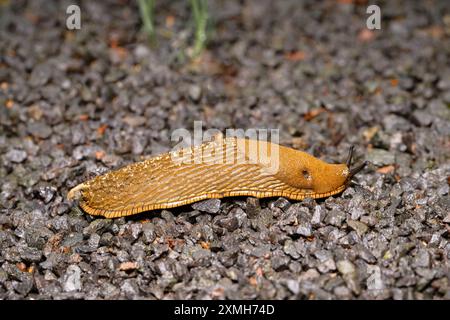 Arion vulgaris, Una lumaca spagnola che scorre lungo un percorso bagnato di pietra fine tritata in un parco dopo una doccia a pioggia Foto Stock