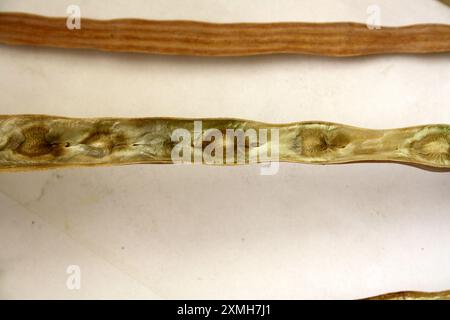 Baccelli maturi ed essiccati (Moringa oleifera) con semi : (Pix Sanjiv Shukla) Foto Stock