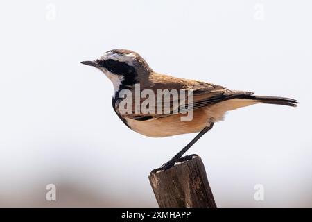 Wheatear rivestito (Oenanthe pileata) arroccato sulla recinzione della fattoria, Velddrif, costa occidentale del Sudafrica Foto Stock