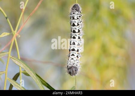 Zigzag Emperor Moth Caterpillar (Gonimbrasia tyrrhea) in Brazilian Pepper Tree, Velddrif, West Coast, Sudafrica Foto Stock