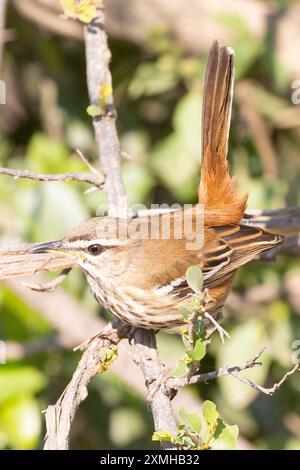 Cercotrichas leucophrys (Cercotrichas leucophrys) in boschi a foglia larga, Limpopo, Sudafrica, arroccato con la coda sollevata Foto Stock