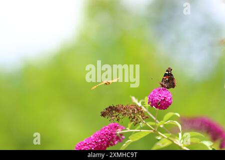 farfalla ammiraglio rosso e farfalla volante su un lilla estiva Foto Stock