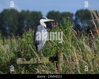 Gli aironi grigi trascorrono molte ore a sorvegliare il loro ambiente, pur mantenendo le loro piume. Foto Stock