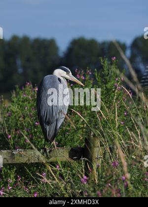 Gli aironi grigi trascorrono molte ore a sorvegliare il loro ambiente, pur mantenendo le loro piume. Foto Stock