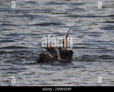 I piccoli grandi combatteranno per difendere i loro territori pieno contatto, spesso postazioni saranno sufficienti però! Foto Stock