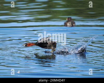 I piccoli grandi combatteranno per difendere i loro territori pieno contatto, spesso postazioni saranno sufficienti però! Foto Stock