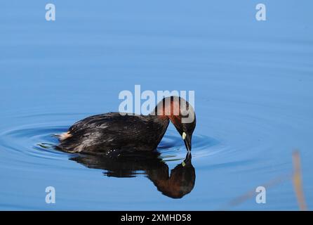 I piccoli grandi combatteranno per difendere i loro territori pieno contatto, spesso postazioni saranno sufficienti però! Foto Stock