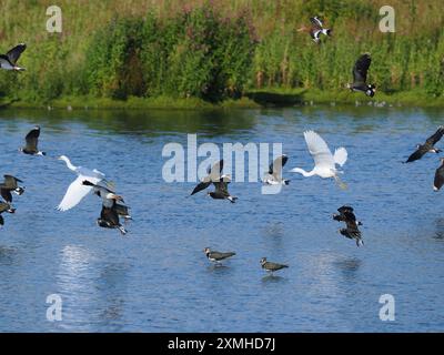 Un branco misto di egrette e guadi in fondali bassi a Burton Mere Wetlands riserva RSPB. Foto Stock