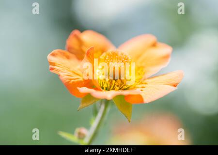 Geum, totalmente Mandarino Foto Stock