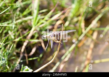 Chaser dal corpo ampio (Libellula depressa) che poggia su una pianta acquatica sul bordo di uno stagno. Foto Stock