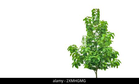 Ritaglio di un albero in teak su sfondo bianco con tracciati di ritaglio. La struttura dettagliata e il lussureggiante fogliame sono evidenziati, sottolineando la na dell'albero Foto Stock