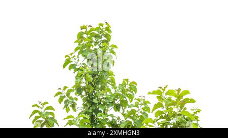 Ritaglio di un albero in teak su sfondo bianco con tracciati di ritaglio. La struttura dettagliata e il lussureggiante fogliame sono evidenziati, sottolineando la na dell'albero Foto Stock