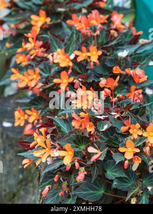 Le Bloms arancioni contrastano con il fogliame scuro nel tubero tenero semi-trainante, lungo e fiorito, Begonia "Embers luccicanti" Foto Stock