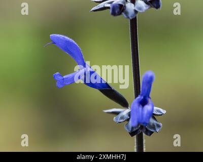 I fiori blu emergono da baluardi di calce nere nel salvia ornamentale semi-resistente, Salvia guarantica "Nero e Fiore" Foto Stock