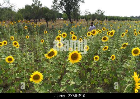 Pulwama, Jammu e Kashmir, India. 28 luglio 2024. Vista generale di un campo di girasoli durante una calda giornata estiva in un villaggio nel quartiere Pulwama del Kashmir, a sud della capitale Srinagar. Il girasole è una coltura di semi oleosi primaria coltivata nei paesi temperati, e la coltura è una delle più importanti fonti di olio vegetale al mondo. La produzione di girasole in India è stata introdotta principalmente come coltura di semi oleosi nel 1969. (Credit Image: © Basit Zargar/ZUMA Press Wire) SOLO PER USO EDITORIALE! Non per USO commerciale! Crediti: ZUMA Press, Inc./Alamy Live News Foto Stock