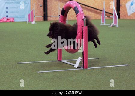 Un cane Spitz marrone, maschio e tedesco che salta attraverso un anello di agilità Foto Stock