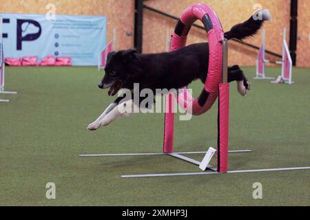 Un cane Border Collie adulto, maschio, bianco e nero, che salta attraverso un anello di agilità su un circuito di agilità al chiuso, sembra felice. Foto Stock