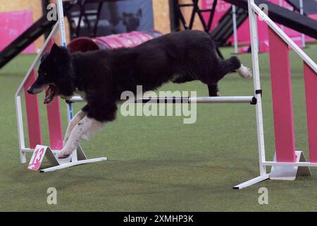 Un cane Border Collie bianco e nero, adulto, maschio, che salta su un ostacolo in un circuito di agilità al chiuso e sembra felice. Foto Stock