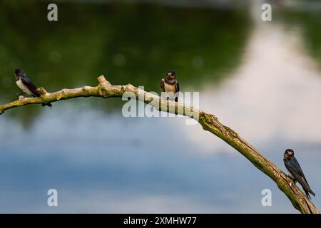 Tre rondini di fienile (Hirundo rustica) seduti su un ramo d'albero Foto Stock