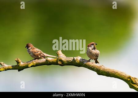 Due passeri seduti su un ramo di legno Foto Stock