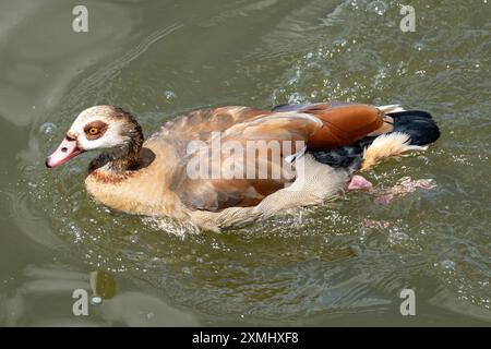 Oca egiziana (Alopochen aegyptiaca) che nuota su un fiume Foto Stock