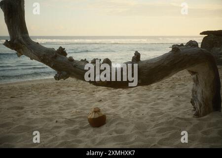 Tronchi di legno e conchiglie di cocco essiccate e rovinate si trovano al limitare di una spiaggia di sabbia bianca, con una vista tropicale dell'isola e dell'oceano Foto Stock