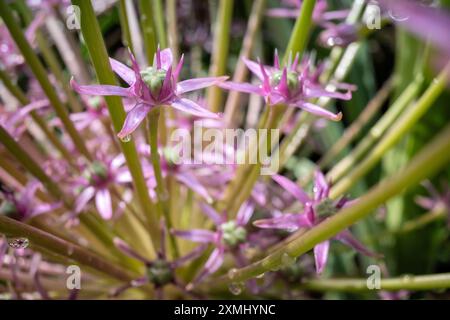 Cipolla ornamentale (Allium schubertii) nel giardino Foto Stock