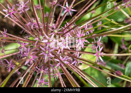 Cipolla ornamentale (Allium schubertii) nel giardino Foto Stock