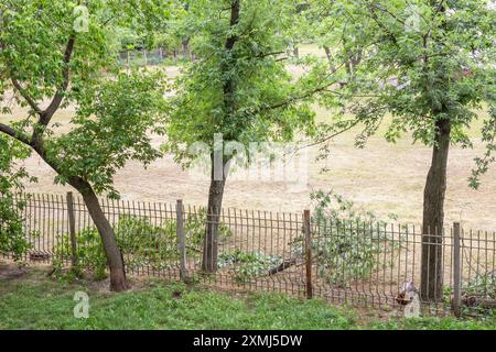 Rami di alberi verdi giacciono nel cortile di una casa dopo essere stati potati vicino a una recinzione di ferro. Foto Stock