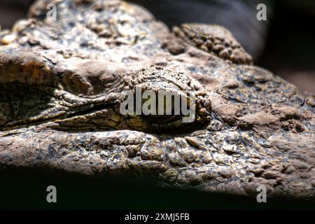 Il coccodrillo del Nilo, originario dell'Africa sub-sahariana, è una delle più grandi specie di coccodrillo. Spesso trovato nei fiumi e nei laghi, è noto per il suo potere Foto Stock