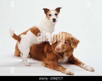 Due cani in armonia, un Retriever e un Jack Russell in uno studio, il Toller giace mentre il terrier si arrocca con attenzione Foto Stock