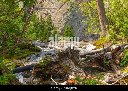 Vista sulla natura del lago di sentieri dei laghi grassi, immerso in una tranquilla natura selvaggia fuori dalla città di Canmore vicino a Kananaskis durante la stagione estiva. Foto Stock